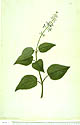 Plectranthus apreptus