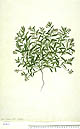 Polygala linariifolia