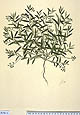 Polygala linariifolia