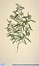 Polygala rhinanthoides
