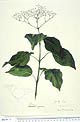 Premna obtusifolia