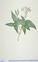 Pseuderanthemum variabile