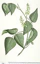 Rhynchosia acuminatissima