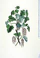 Ribes magellanicum