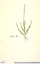 Salomonia oblongifolia


