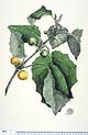 Solanum repandum