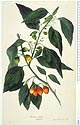Solanum viride