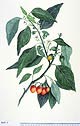 Solanum viride