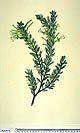 Styphelia viridis