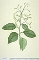 Tournefortia sarmentosa