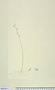 Utricularia limosa