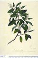 Weinmannia parviflora