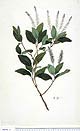 Weinmannia racemosa