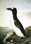 Pinguinus impennis