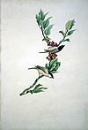 Parus palustris
