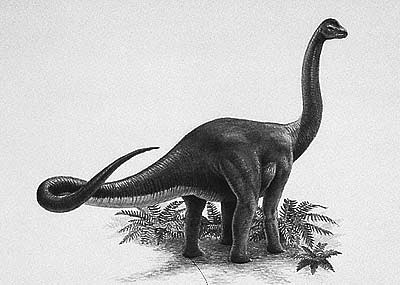 An artist's impression of Austrosaurus