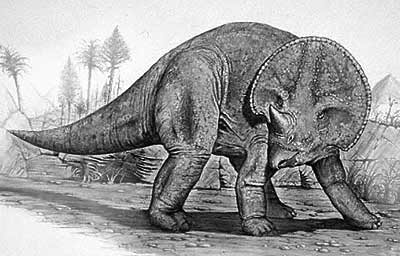 An artist's impression of Avaceratops