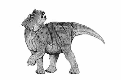 An artist's impression of Bagaceratops