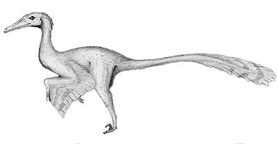 Buitreraptor