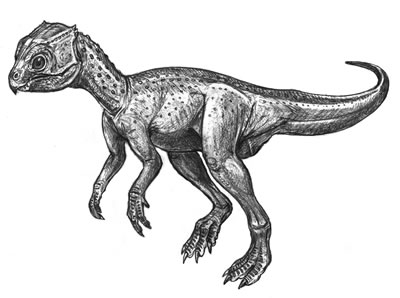 An artist's impression of Chaoyangsaurus