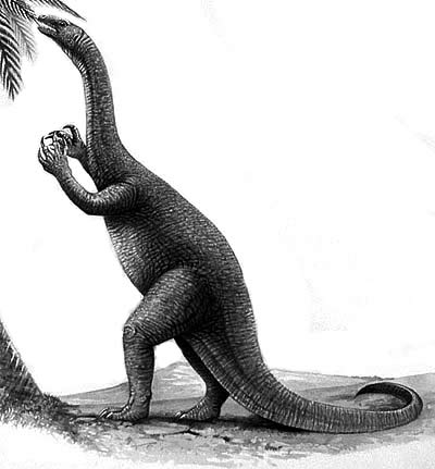 An artist's impression of Coloradisaurus