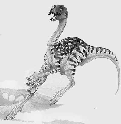 An artist's impression of Conchoraptor