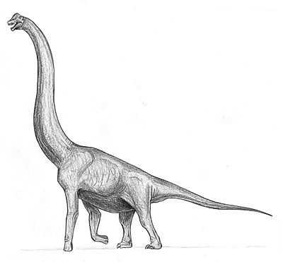 An artist's impression of Giraffatitan