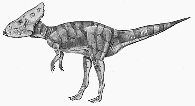 An artist's impression of Graciliceratops