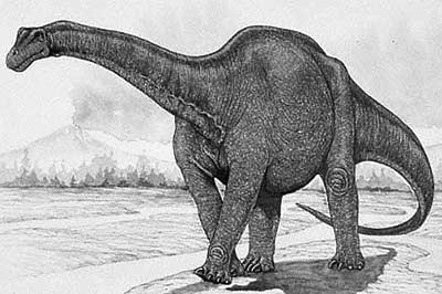 Haplocanthosaurus