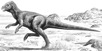 An artist's impression of Homalocephale