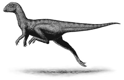 An artist's impression of Leaellynasaura