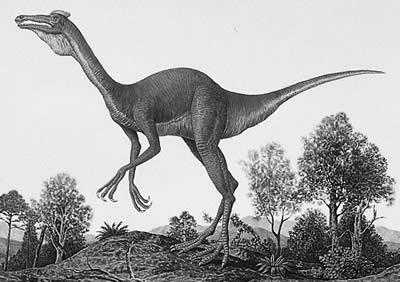 Pelecanimimus