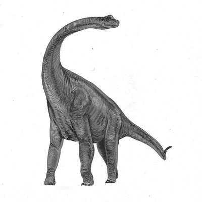 Pleurocoelus