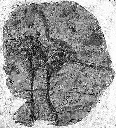 Protarchaeopteryx