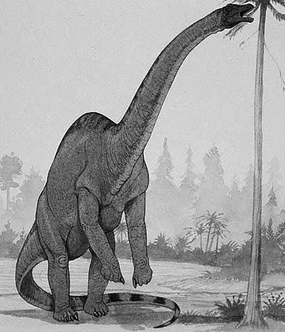 An artist's impression of Rhoetosaurus