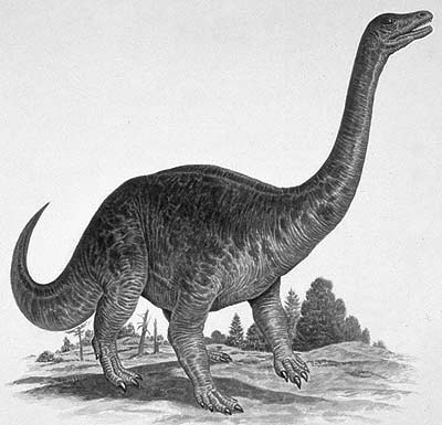 An artist's impression of Riojasaurus