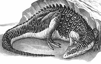 An artist's impression of Scutellosaurus