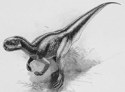 An artist's impression of Stenopelix