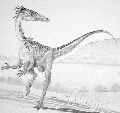 Syntarsus