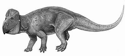 An artist's impression of Udanoceratops