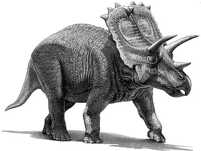 Anchiceratops