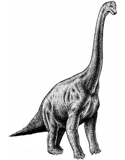 An artist's impression of Brachiosaurus