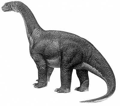 An artist's impression of Camarasaurus