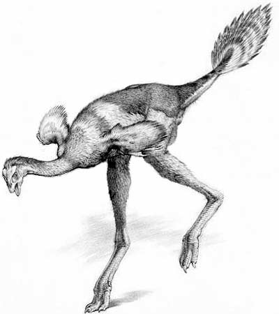 An artist's impression of Caudipteryx