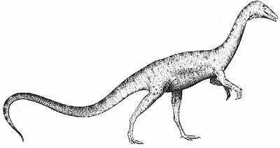 Coelophysis