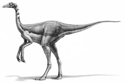 An artist's impression of Dromiceiomimus