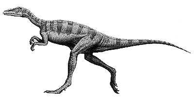 An artist's impression of Eoraptor