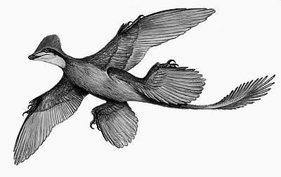 Microraptor milieu