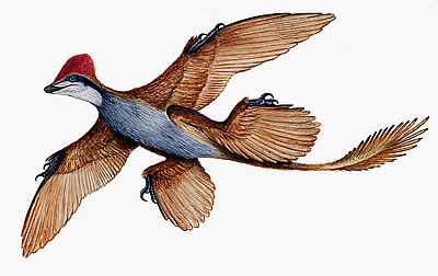 microraptor-gui.jpg