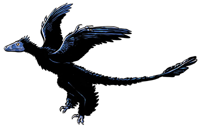 An artist's impression of Microraptor